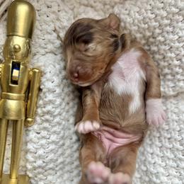 Bernedoodle and Cavapoo Puppies from Cascade Springs Doodles