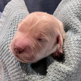 Percy - Light golden male Golden Retriever puppy in Ennis, Texas from Amberidge Golden Retrievers