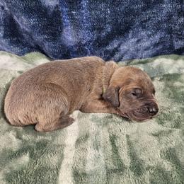 Clue - Blue brindle male Great Dane puppy in Lebanon, Virginia from North Cedar Danes