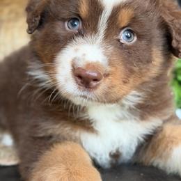 Echo-has tail-many videos - Red tri-color male Australian Shepherd puppy in Troy, South Carolina from Australian Shepherds of 3/W Farms