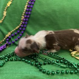 Girl 7 - Miniature Australian Shepherd puppy in Amarillo, Texas from Luna’s Mini Aussies