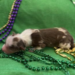Girl 7 - Miniature Australian Shepherd puppy in Amarillo, Texas from Luna’s Mini Aussies
