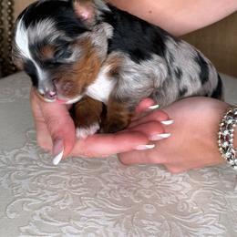 Black - Merle male Bernedoodle puppy in Curtice, Ohio from The Pink Doghouse