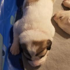 Red Collar Girl - White and badger female Great Pyrenees puppy in Bon Aqua, Tennessee from Joel's Farm LLC