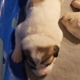 Red Collar Girl - White and badger female Great Pyrenees puppy in Bon Aqua, Tennessee from Joel's Farm LLC