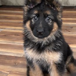 Red and black 2 - Black and red female German Shepherd puppy in Lordstown, Ohio from Jewels German Shepherd