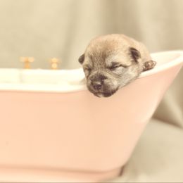 Kaja - Red female Shiba Inu puppy in Cincinnati, Ohio from Timberwood Paws