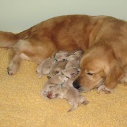 Golden Retriever Puppies from Scion Golden Retrievers