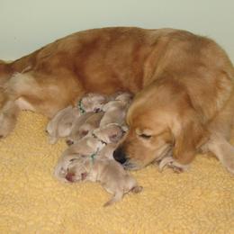 Golden Retriever Puppies from Scion Golden Retrievers