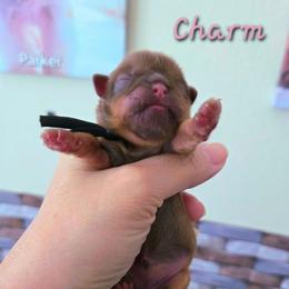 Charm - Liver female Shih Tzu puppy in Richmond, Texas from Aleka Shih Tzu