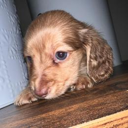 Butternut - Cream male Dachshund puppy in Salisbury, North Carolina from Shy’s Teenie Weenies
