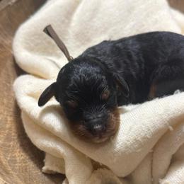 Lou - Tri-color male Bernedoodle puppy in Bellevue, Iowa from Blended Acres & Kennels