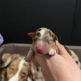 Naveen - Red merle male Miniature American Shepherd puppy in Groesbeck, Texas from Empire Miniature American Shepherds