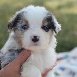 AKC Birch - Blue merle male Australian Shepherd puppy in Zeeland, Michigan from Apple Ridge AKC Aussies