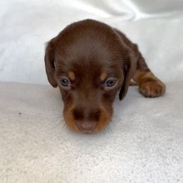 Dachshund Puppies from Weenie Bros