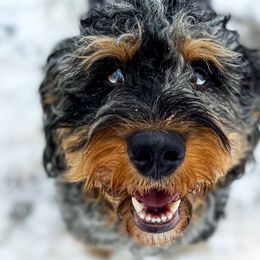 Assorted Doodle Crosses, Aussiedoodles, and Bernedoodles from WestPenn Doodles LLC