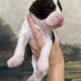 Humphrey - Chocolate male Assorted Doodle Crosses puppy in West Monroe, Louisiana from Southern Haven Doodles