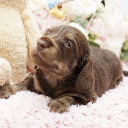 Dachshund Puppies from 30 Acre Woods Dachshunds