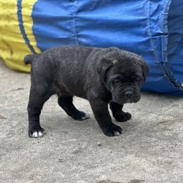 Cane Corso Puppies from Azelees House