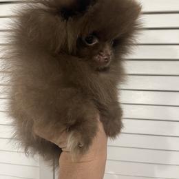 Pomeranian Puppies from FAITHOPELOVE POMS KENNELS