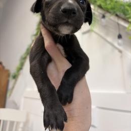 Cranberry - Black male Whippet puppy in Fort Myers, Florida from Rainbow Whippets