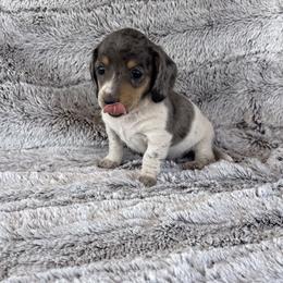 Balou - Piebald male Dachshund puppy in Elfrida, Arizona from Brooke Suarez