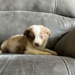 RMF1 - Red merle female Miniature Australian Shepherd puppy in Lexington, Nebraska from Osborne's Aussies
