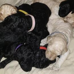 Poodle Puppies from Rines Ridge Poodles