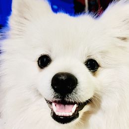 WAYNE, MALE - White Pomeranian puppy in Missouri from Saint Louis Pomeranian babies