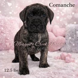 Perro de Presa Canario Puppies from Mesquite Creek Kennels