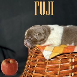Fuji - White and brown female Newfoundland puppy in Tully, New York from Bear Paw Newfoundlands