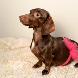 Dachshund All Grown Up from Darling Doxies of Ocala
