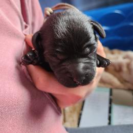 Boy 1 - Black male Labrador Retriever puppy in Saunemin, Illinois from Shooting Star Labs