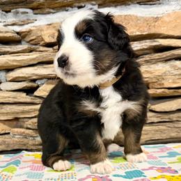 Sirius - Black tri-color male Australian Shepherd puppy in Red Springs, North Carolina from Julia Rose Ranch