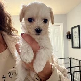 White - Champagne female Maltipoo puppy in Clarksville, Tennessee from Bee Mine Maltipoos and Pomeranians