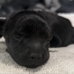 Cupid - Black male Dachshund puppy in Wesley Chapel, Florida from Russell Lee Overton