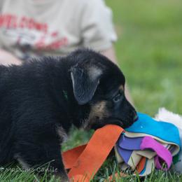 German Shepherd Puppies from Di Massimo Canile