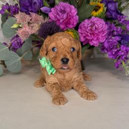 Chewbacca - Aqua - Red male Cavapoo puppy in South Jordan, Utah from Simply Sweet Paws. LLC