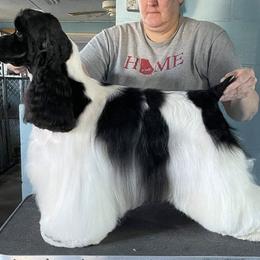 Mika - Cocker Spaniel