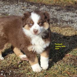 Halo, blue eyes - Red tri-color male Miniature American Shepherd puppy in Hillsdale, Michigan from Faithwalk Aussies and Mini American Shepherds