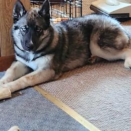 Siberian Husky Puppies from S & J Siberian Huskies