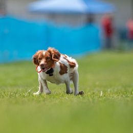 Brittany and Dachshund Puppies from Township Line Dachshunds & Brittanys