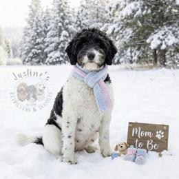 Toula - Goldendoodle
