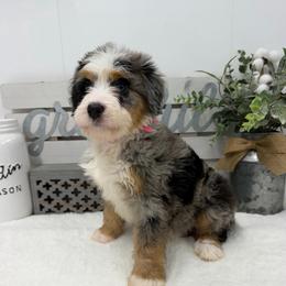 Miss Pepsi - Blue merle female Bernedoodle puppy in Hegins, Pennsylvania from Bubbling Springs Doodles, LLC
