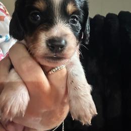 Banks - Piebald male Dachshund puppy in Lakeland, Florida from Queens of the South