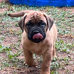 Peanut - Red fawn female Bullmastiff puppy in Athens, Georgia from RCS Kennels