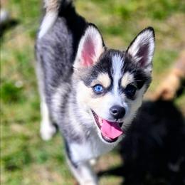 Clove (Yellow Collar) - Silver and white female Pomsky puppy in Kennewick, Washington from Nebula Ranch Pomskies