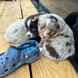 Red Merle female - Red merle female Toy Australian Shepherd puppy in Griffin, Georgia from No Matter Farm