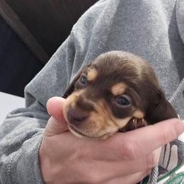 Chocolate and Tan short hair female - Chocolate and tan female Dachshund puppy in Fulton, Missouri from New Hope Dachshund Puppies