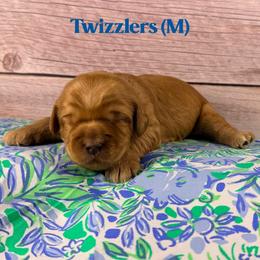 Twizzlers - Caramel male Australian Labradoodle puppy in Silver Spring, Maryland from Potomac Australian Labradoodles